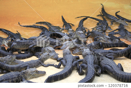 crocodiles in everglades, florida, usa crocodiles in everglades, florida, usa 120378716