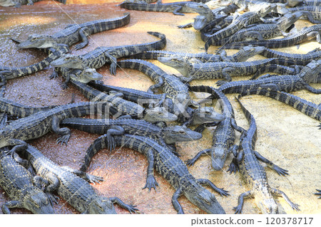crocodiles in everglades, florida, usa crocodiles in everglades, florida, usa 120378717