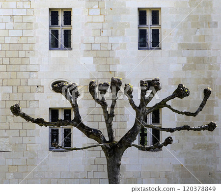 Fontevraud abbey, Saumur, Loire valley, France 120378849