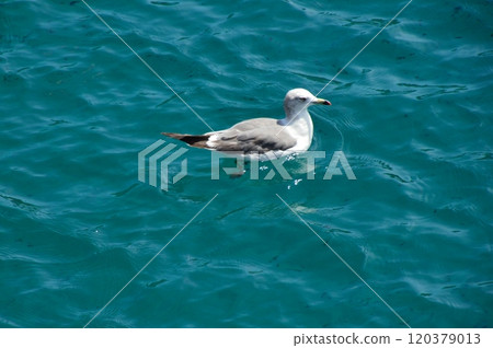 海中漂浮的海鷗(京都府與佐郡伊根灣/伊根町) 海中漂浮的海鷗(京都府與佐郡伊根灣/伊根町) 120379013