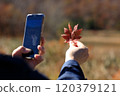 Autumn leaves, woman taking photos with smartphone, image 120379121