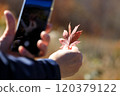 Autumn leaves, woman taking photos with smartphone, image 120379122