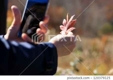 Autumn leaves, woman taking photos with smartphone, image Autumn leaves, woman taking photos with smartphone, image 120379125