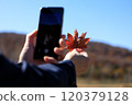 Autumn leaves, woman taking photos with smartphone, image 120379128