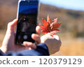 Autumn leaves, woman taking photos with smartphone, image 120379129