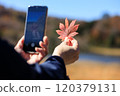 Autumn leaves, woman taking photos with smartphone, image 120379131