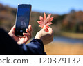 Autumn leaves, woman taking photos with smartphone, image 120379132