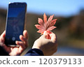 Autumn leaves, woman taking photos with smartphone, image 120379133