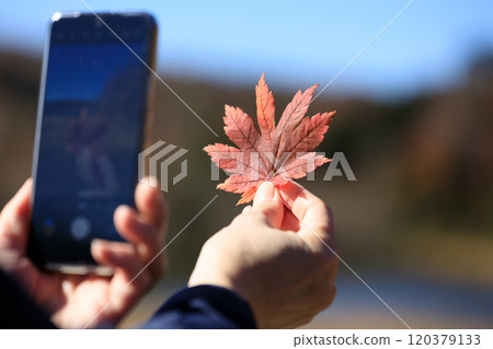 Autumn leaves, woman taking photos with smartphone, image Autumn leaves, woman taking photos with smartphone, image 120379133