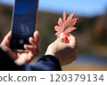 Autumn leaves, woman taking photos with smartphone, image 120379134