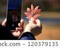 Autumn leaves, woman taking photos with smartphone, image 120379135