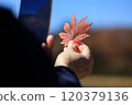 Autumn leaves, woman taking photos with smartphone, image 120379136
