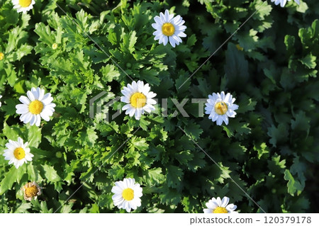 秋天花園裡盛開的雛菊白花 秋天花園裡盛開的雛菊白花 120379178