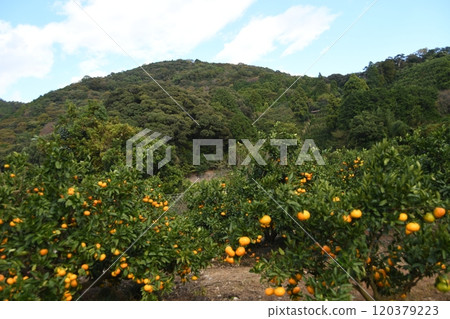 Minamiise Town Mandarin Orange Fields 120379223