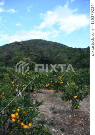 Minamiise mandarin orange fields 120379224