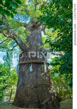 The sacred tree of Kusunoki Shrine in the grounds of Kokoro Kumano Shrine, Higashiyama Ward, Kyoto City 120379235