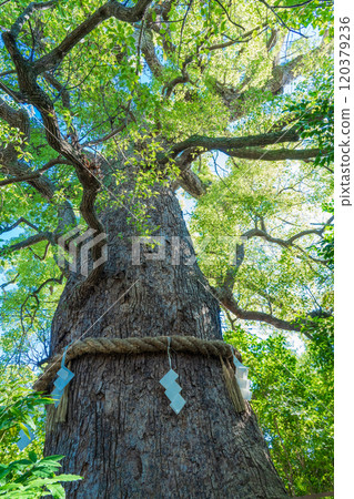 The sacred tree of Kusunoki Shrine in the grounds of Kokoro Kumano Shrine, Higashiyama Ward, Kyoto City 120379236