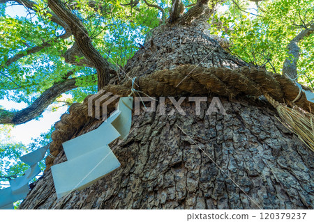 The sacred tree of Kusunoki Shrine in the grounds of Kokoro Kumano Shrine, Higashiyama Ward, Kyoto City 120379237