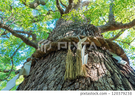 The sacred tree of Kusunoki Shrine in the grounds of Kokoro Kumano Shrine, Higashiyama Ward, Kyoto City The sacred tree of Kusunoki Shrine in the grounds of Kokoro Kumano Shrine, Higashiyama Ward, Kyoto City 120379238