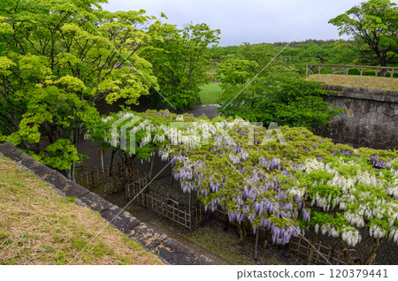 發光在新綠色的紫藤花 發光在新綠色的紫藤花 120379441