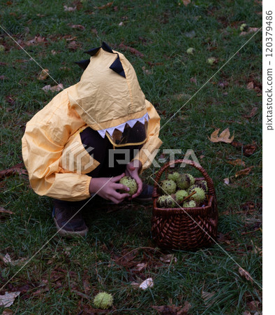 Little boy collecting chestnuts in the nature during autumn.  120379486