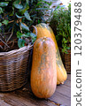 Natural autumn decoration with pumpkins, autumn decoration, natural decoration 120379488