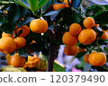 Ripe orange fruit on orange tree between lush foliage. View from below. 120379490
