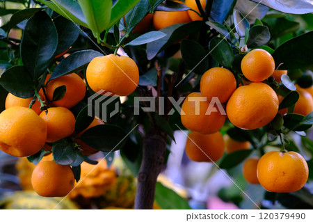 Ripe orange fruit on orange tree between lush foliage. View from below. Ripe orange fruit on orange tree between lush foliage. View from below. 120379490