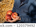 Children's hands are holding ripe apples. Harvesting fruits. gardening and growing apples 120379492