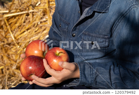 Children's hands are holding ripe apples. Harvesting fruits. gardening and growing apples 120379492