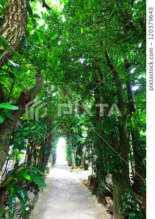 [Okinawa Prefecture] Fukugi trees in Bise 120379648