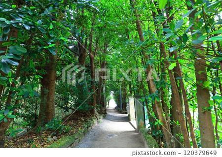 [Okinawa Prefecture] Fukugi trees in Bise 120379649