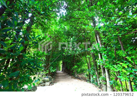 [Okinawa Prefecture] Fukugi trees in Bise 120379652