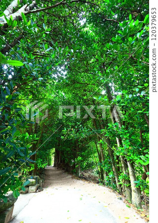 [Okinawa Prefecture] Fukugi trees in Bise 120379653