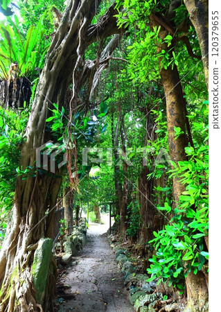 [Okinawa Prefecture] Fukugi trees in Bise 120379655