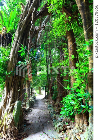 [Okinawa Prefecture] Fukugi trees in Bise 120379656