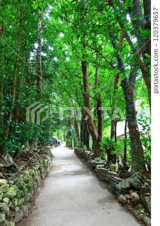 [Okinawa Prefecture] Fukugi trees in Bise 120379657