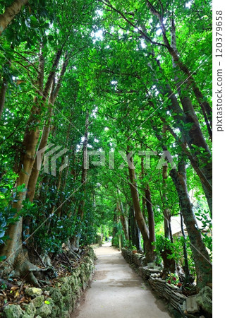 [Okinawa Prefecture] Fukugi trees in Bise 120379658