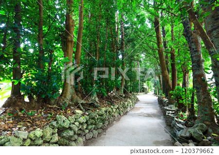 [Okinawa Prefecture] Fukugi trees in Bise 120379662