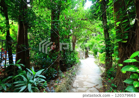 [Okinawa Prefecture] Fukugi trees in Bise 120379663