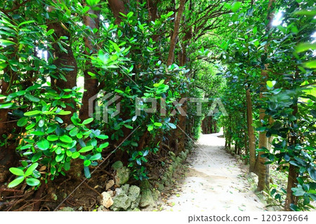 [Okinawa Prefecture] Fukugi trees in Bise 120379664