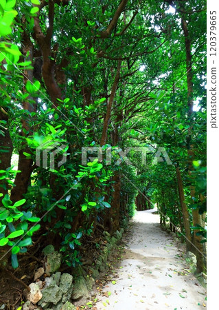 [Okinawa Prefecture] Fukugi trees in Bise 120379665