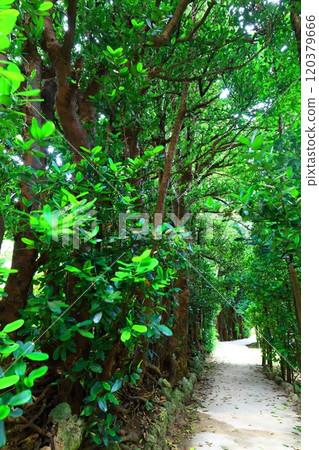 [Okinawa Prefecture] Fukugi trees in Bise 120379666