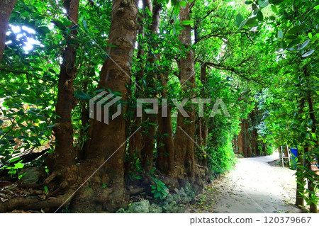 [沖繩縣]碧色的福木樹 120379667