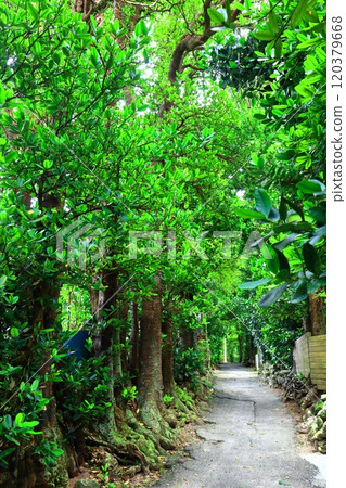 [Okinawa Prefecture] Fukugi trees in Bise 120379668