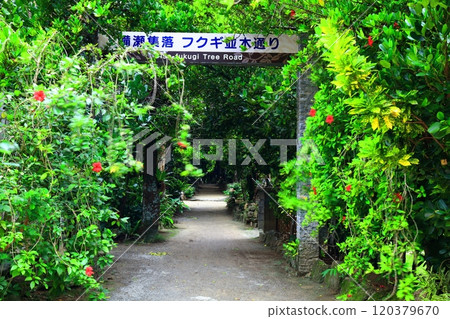 [沖繩縣]碧色的福木樹 120379670