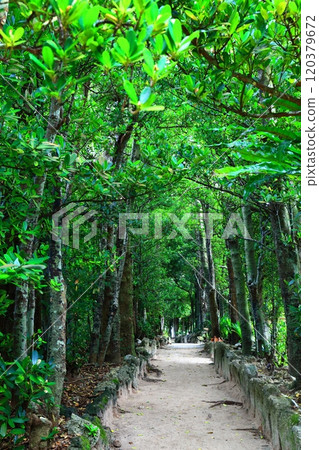 [Okinawa Prefecture] Fukugi trees in Bise 120379672