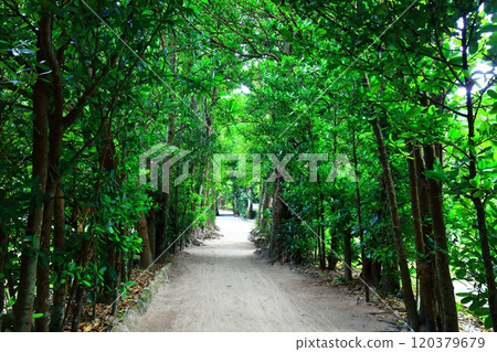 [Okinawa Prefecture] Fukugi trees in Bise 120379679