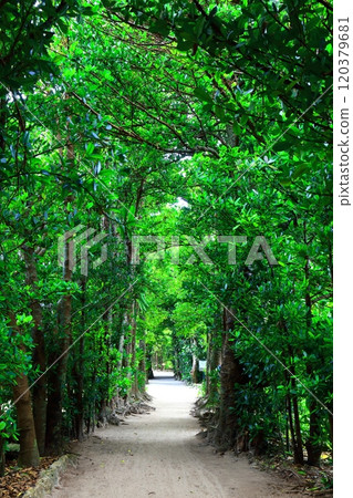 [Okinawa Prefecture] Fukugi trees in Bise 120379681