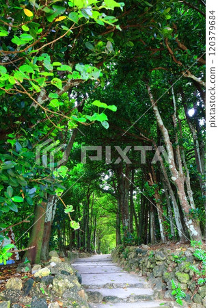 [Okinawa Prefecture] Fukugi trees in Bise 120379684